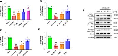 Yangjing capsule improves oligoasthenozoospermia by promoting nitric oxide production through PLCγ1/AKT/eNOS pathway
